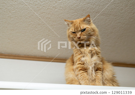 Sitting and staring brown tabby cat 129011339