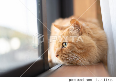 Cute cat relaxing by the window: brown tabby cat Cute cat relaxing by the window: brown tabby cat 129011340