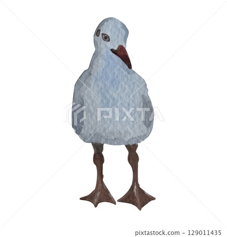 Hand painted watercolor seagull on a white background. Ideal for postcards, printing on wallpaper, fabric 129011435
