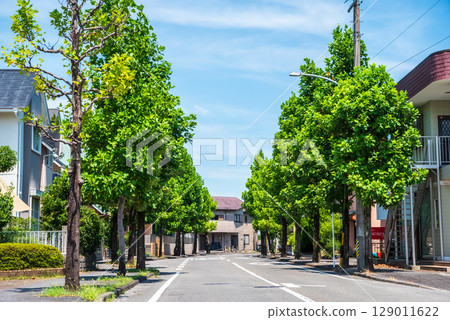 Quiet residential area with beautiful street trees 129011622