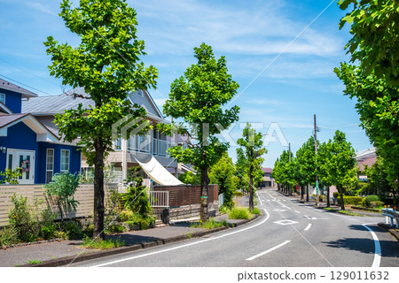 Quiet residential area with beautiful street trees 129011632