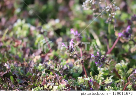 Lamium amplexicaule 129011673