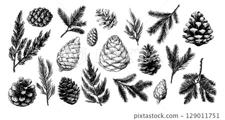 Sketch cones and pine tree branches. Fir tree branch, pinecone hand drawn design. Isolated forest nature elements, park mountain landscape, vector set Sketch cones and pine tree branches. Fir tree branch, pinecone hand drawn design. Isolated forest nature elements, park mountain landscape, vector set 129011751