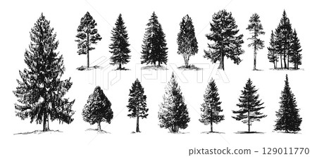Pines sketch. Isolated pine tree, hand drawn forest. Nature collection for landscape, winter style tree. Garden valley park, outdoor vector drawing elements 129011770
