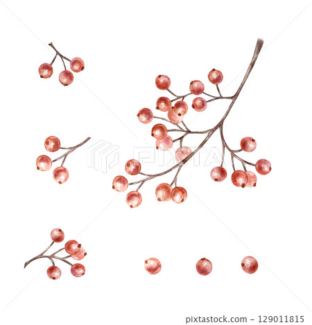 Red Christmas berries and twig for decorating bouquets, frames, wreaths, borders. Hand drawn watercolor illustration isolated on white. Botanical New Year clip art. 129011815
