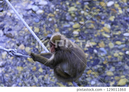 野生日本獼猴利用繩索穿越上高地的河童橋 129011868