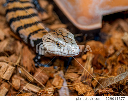 Blue-tongued lizard up 129011877