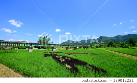 Rice field art along the Akita Inland Line, Akita Prefecture 129012221