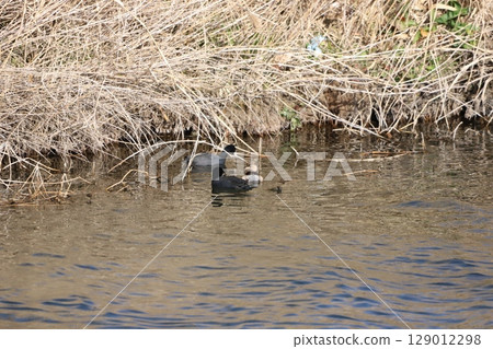 Coot and Little Grebe resting in the river Coot and Little Grebe resting in the river 129012298