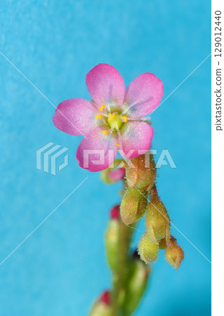 Flower of a wild parrots soup 129012440