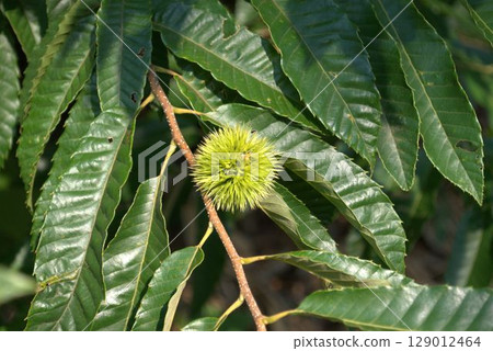 chestnuts on a chestnut tree 129012464