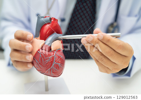 Cardiovascular disease CVD, Asian doctor holding human anatomy model for learn and treat heart disease. Cardiovascular disease CVD, Asian doctor holding human anatomy model for learn and treat heart disease. 129012563