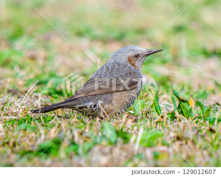 Bulbul walking on the ground 129012607