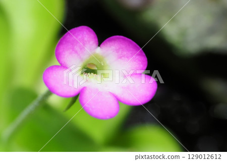 Musitris millet flower 129012612