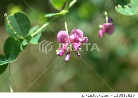 Cute pink bush clover flowers Cute pink bush clover flowers 129012629
