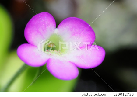 Musitris millet flower Musitris millet flower 129012736