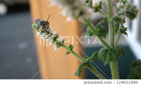 Japanese honeybees collecting nectar from apple mint flowers Japanese honeybees collecting nectar from apple mint flowers 129012890