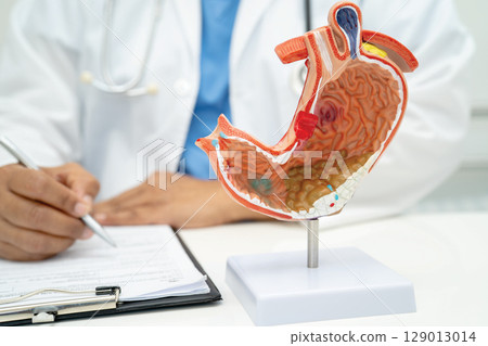 Stomach disease, doctor holding anatomy model for study diagnosis and treatment in hospital. 129013014