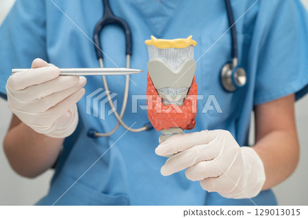 Hyperthyroidism, Overactive Thyroid, Thyroid Lymphoma, Asian doctor with thyroid gland human anatomy model in hospital. 129013015