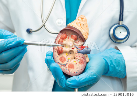 Kidney disease, Chronic kidney disease ckd, Doctor hold human model to treat and study in hospital. 129013016