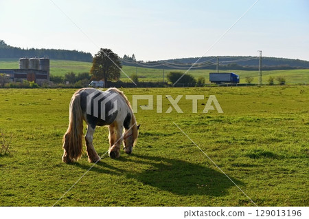 A beautiful horse is grazing on a green meadow on a sunny day. Concept for animals and nature. 129013196