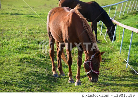 A beautiful horse is grazing on a green meadow on a sunny day. Concept for animals and nature. A beautiful horse is grazing on a green meadow on a sunny day. Concept for animals and nature. 129013199