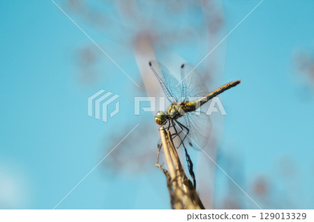 A vibrant blue dragonfly, a delicate insect of the wildlife kingdom, captured in sharp focus against a subtly blurred background of nature. peaceful atmosphere of a nature reserve 129013329