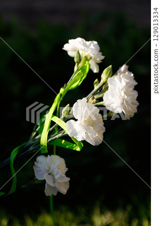 A poignant vertical image of delicate white asters and carnations with a solemn black ribbon, placed outside a memorial. Perfect for a respectful social media story or reel commemorating remembrance 129013334