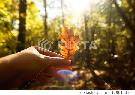 A warm hello to autumn: a gentle hand holds a golden oak leaf, bathed in sunny light. This evokes a serene concept of love for nature in the crisp air of fall and November 129013335