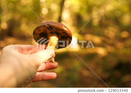 A gentle hand holding a freshly picked mushroom, embodying the serene concept of autumn foraging and connection with nature 129013340
