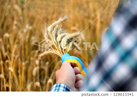 A proud Ukrainian hand holds a golden sheaf of wheat, symbolizing the nation's rich grain harvest, set against the vibrant colors of the Ukraine flag and a symbolic ribbon 129013341