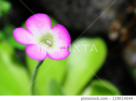 Musitris millet flower 129014044