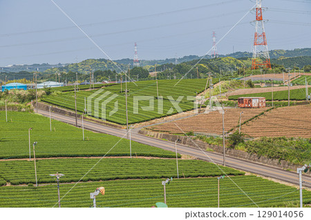 A view of tea fields from a hill in Kikugawa City (Shizuoka Prefecture) 129014056