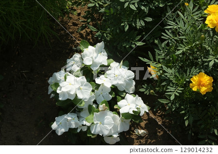 I walked in Fujimi Park 129014232