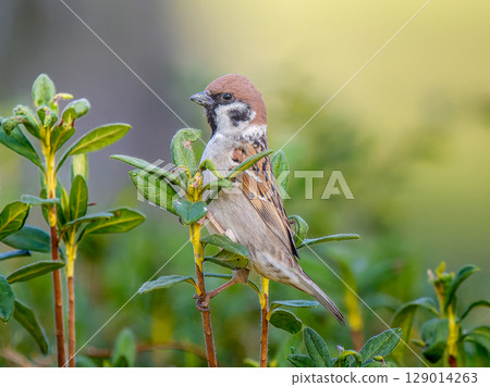 Sparrow that fits in branches Sparrow that fits in branches 129014263