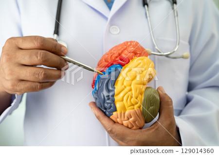 Alzheimer disease, Asian doctor holding brain anatomy model for study diagnosis and treatment in hospital. Alzheimer disease, Asian doctor holding brain anatomy model for study diagnosis and treatment in hospital. 129014360