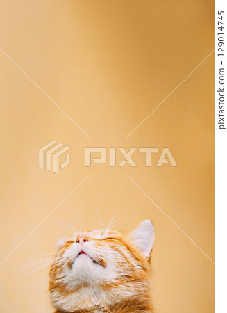 Curious Cat Gaze with a Touch of Whimsy and Wonder 129014745