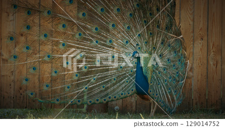 peacock fluffs up his tail and dances in front of the female. Indian Peacock Has Iridescent Blue And Green Plumage. Indian Peafowl Walk Outdoor. All Species Have Crest Atop Head. Pavo Cristatus, Blue peacock fluffs up his tail and dances in front of the female. Indian Peacock Has Iridescent Blue And Green Plumage. Indian Peafowl Walk Outdoor. All Species Have Crest Atop Head. Pavo Cristatus, Blue 129014752