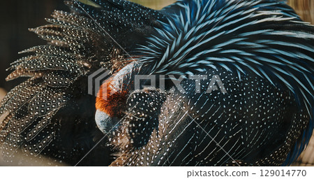 The vulturine guinea fowl - Acryllium vulturinum - is the largest extant species of guinea fowl. Close up of colorful feathers 129014770