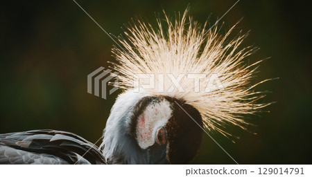 Close-Up of Graceful Crane Showcasing Intriguing Mohawk 129014791