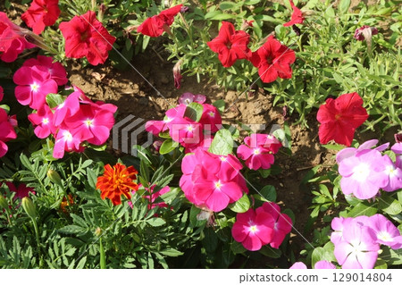 I walked in Fujimi Park I walked in Fujimi Park 129014804