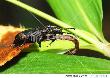 Nagaft higenagausou甲蟲 Nagaft higenagausou甲蟲 129014981