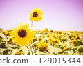 開花往太陽的向日葵 129015344