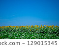 傳播到藍天和一邊的向日葵領域 129015345
