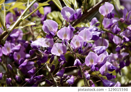 Wisteria flowers in full bloom bathed in the spring sunshine Wisteria flowers in full bloom bathed in the spring sunshine 129015598
