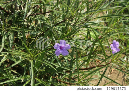 我在富士見公園散步 129015873