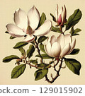 an AI Image Generator, Botanical Illustration of Magnolia Blossoms 129015902