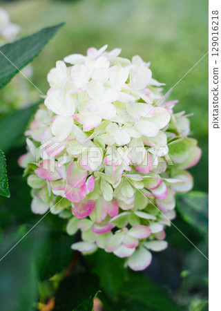 Garden Hydrangea Bonfaire in Sunlight Garden Hydrangea Bonfaire in Sunlight 129016218
