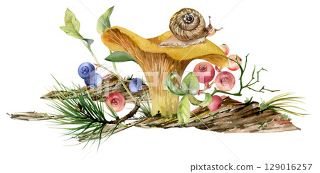 Golden chanterelle girolle mushroom with snail, blackberry cranberry twigs, pine needles, bark moss lichen growth. Fungus nature illustration hand drawn in watercolor. Autumn forest woodland harvest Golden chanterelle girolle mushroom with snail, blackberry cranberry twigs, pine needles, bark moss lichen growth. Fungus nature illustration hand drawn in watercolor. Autumn forest woodland harvest 129016257