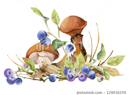 Suillus larch bolete slippery jack mushroom, blueberry blackberry berries. Fungi on top of fallen autumn leaves with twigs needles. Hand drawn watercolor Illustration. Autumn forest natural habitat. Suillus larch bolete slippery jack mushroom, blueberry blackberry berries. Fungi on top of fallen autumn leaves with twigs needles. Hand drawn watercolor Illustration. Autumn forest natural habitat. 129016259